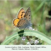 lycaena alciphron talysh male 1